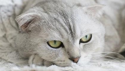 绍兴2026年最新杭州高端商务伴游招聘网渠道分享(最方便真实的绍兴茉莉伴游伴游天下全国联盟方法)