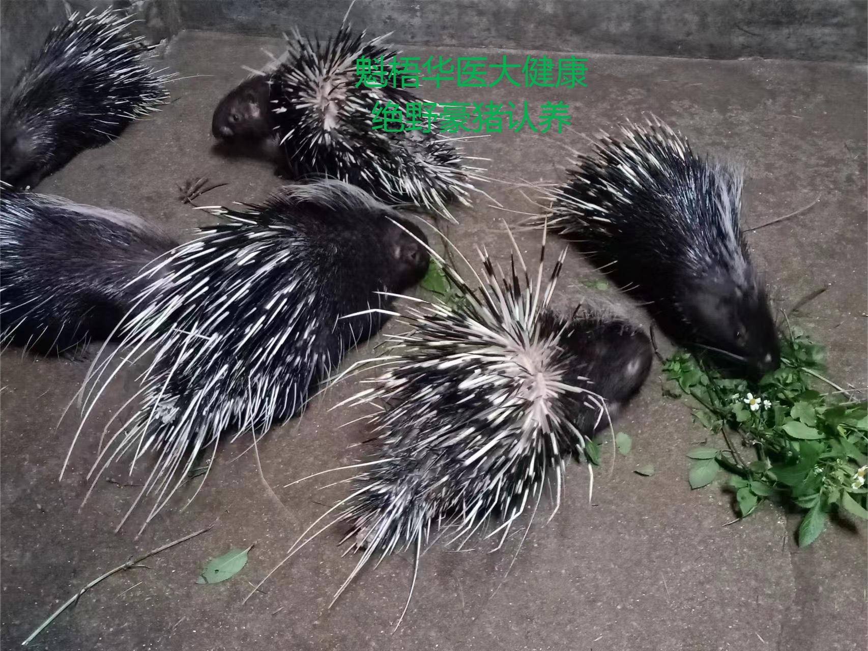 最新豪猪回收商家方法分析(最方便真实的绍兴豪猪卖去什么地方方法)